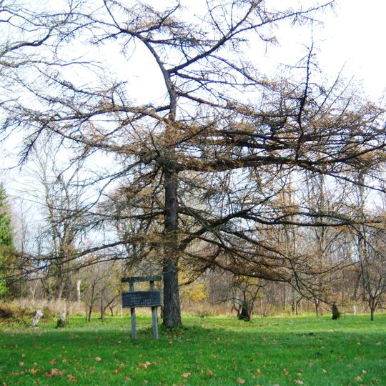 Stirniškių kurilinis maumedis