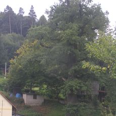 Dub letní - Újezd u Chocně, Darebnice