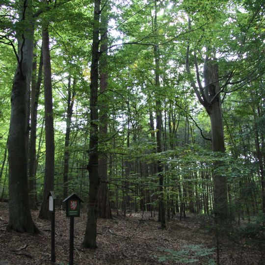 Sobědražský prales