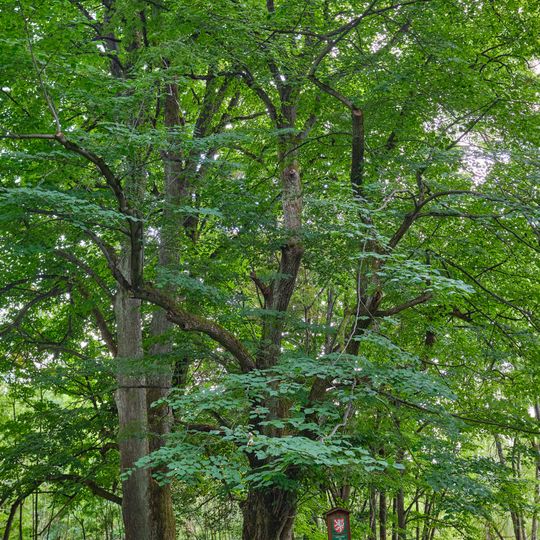 Lípy na Jalovém dvoře