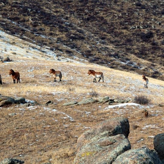 Khustain Nuruu National Park