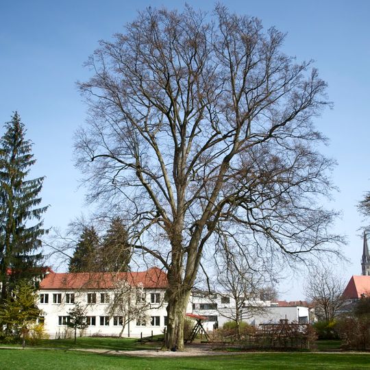 Rotbuche im Park der Kreuzschwesternschule