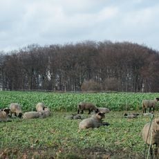 LSG-Waeldchen an der Voedestrasse