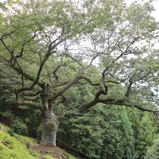口大屋の大アベマキ