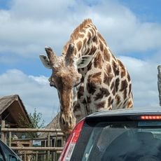 West Midland Safari Park
