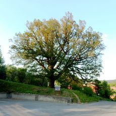Bojkovský dub nad kostelem