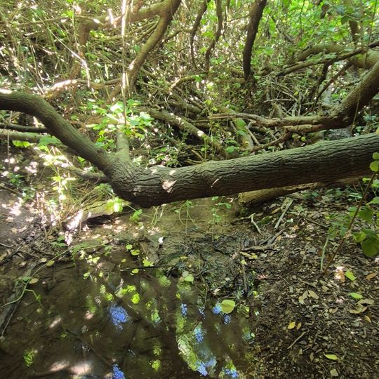 עץ אולמוס עתיק על גדות הנחל. זולה סודית לרגיעה בצמוד לדרך העפר על גדת הנחל. יש זרימה גם בסוף מאי