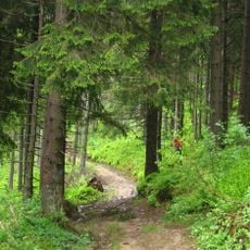 Nature reserve Rezerwat na Policy im. prof. Zenona Klemensiewicza