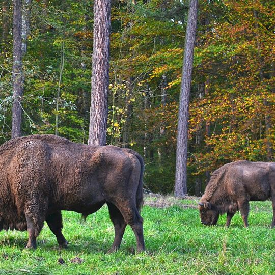 Pokazowa Zagroda Żubrów Nadleśnictwa Rybnik w Raciborzu-Brzeziu