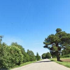 Mantagailiškis pine tree