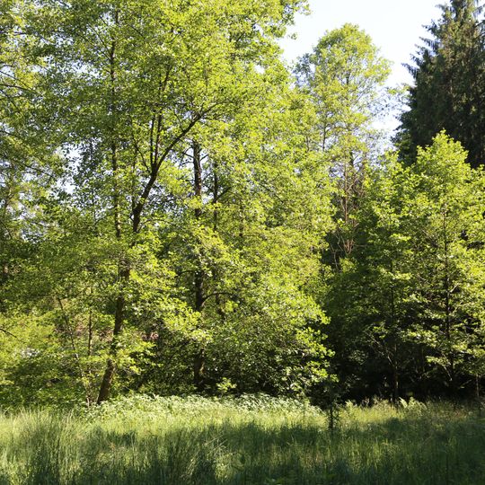 LSG Kirchseeoner Moos