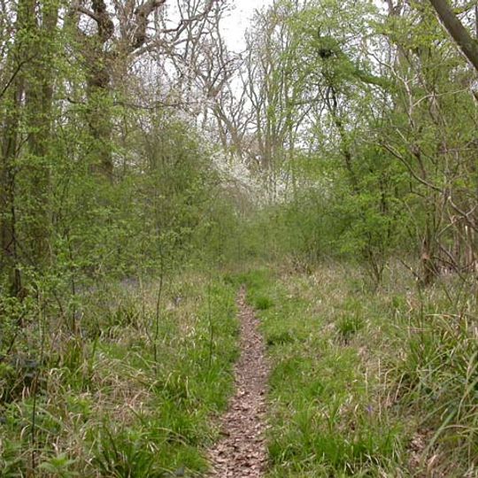 Swineshead Wood