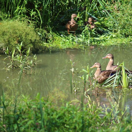 Wachtspaarbekken Bettelhovebeek