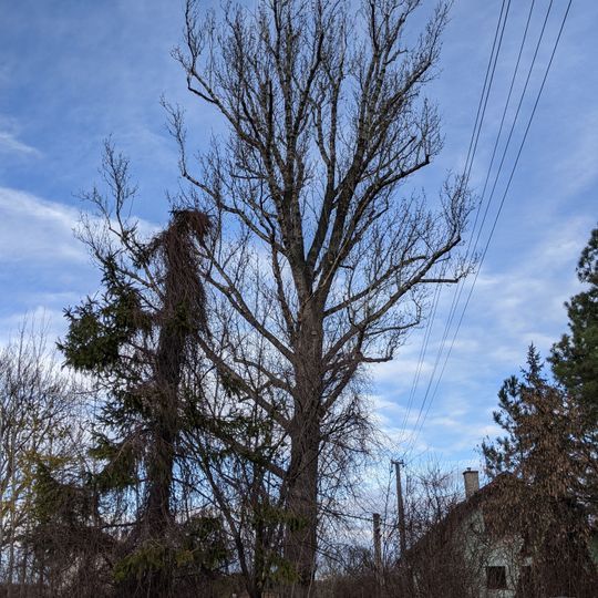 Topol u Korycanského potoka