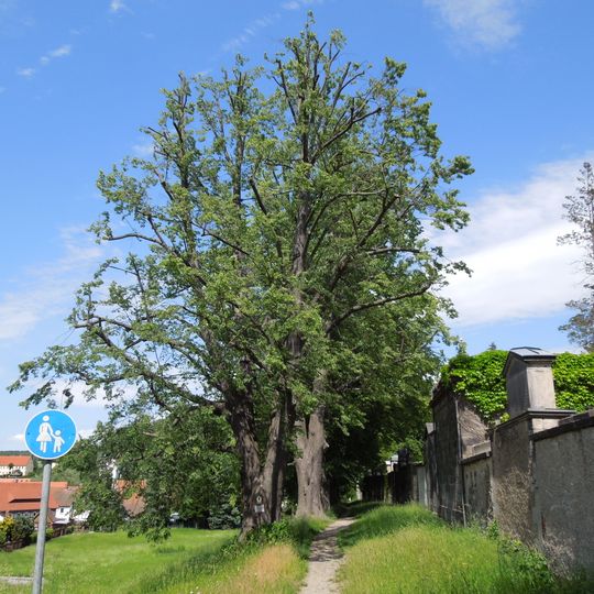 Lindenreihe am Friedhof