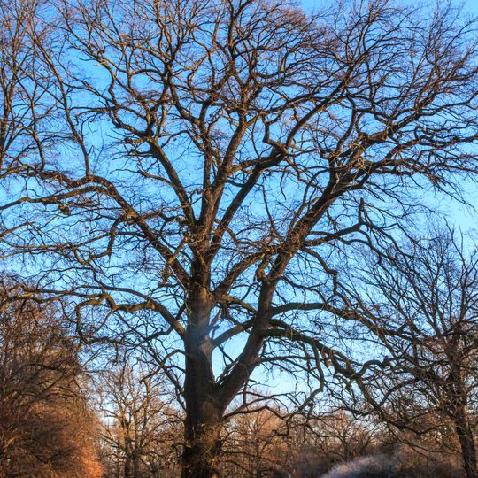 Dub u Opatovického kanálu