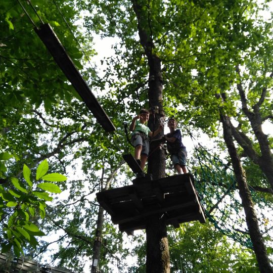 Tarz En Arbre