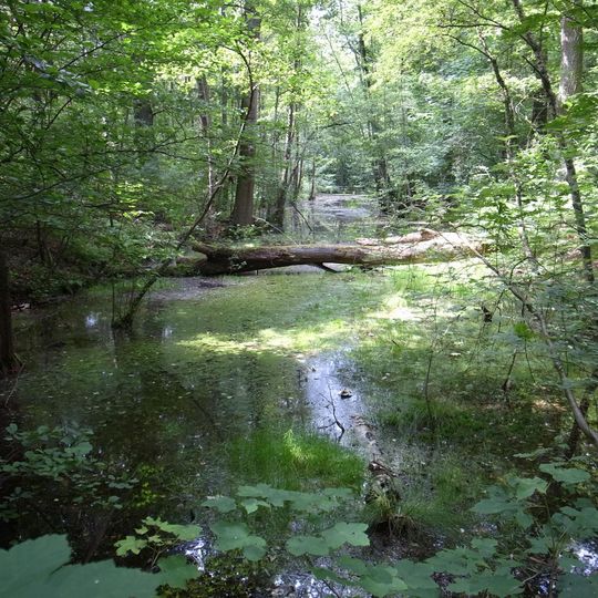 Pfaffenheide-Wörpener Bach nördlich Coswig