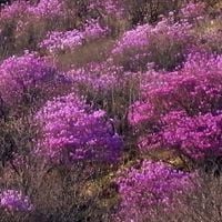全北特別自治道