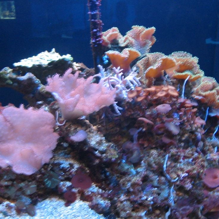 Mote Marine Laboratory