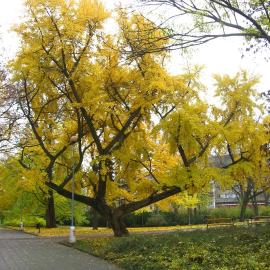 Jinan v Lužánkách