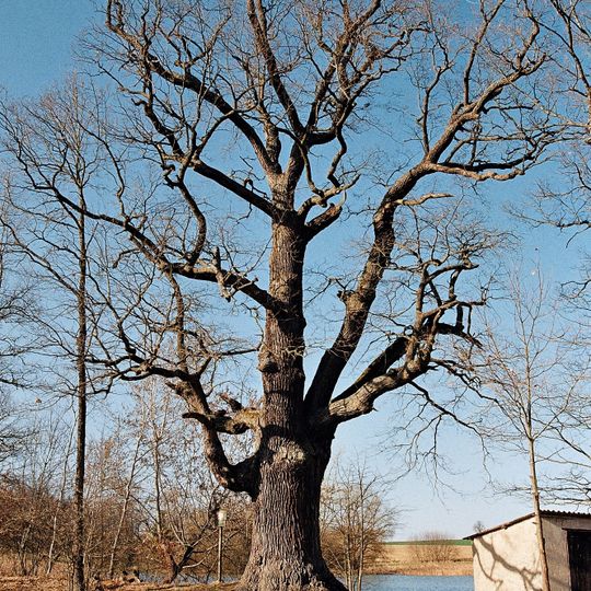 Dub u Dolního Zlatníka