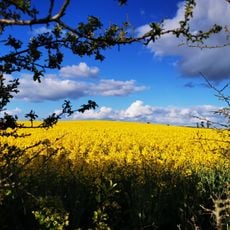 Oak Park, County Carlow