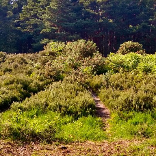Bell barrow and disc barrow on Horsell Common