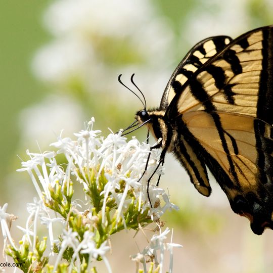 San Luis Obispo Botanical Garden