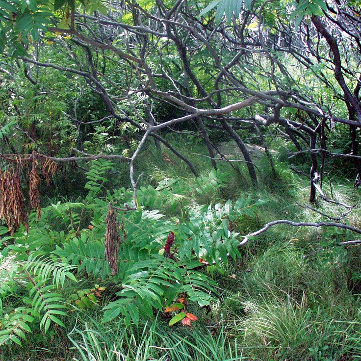 Parc d'État d'Odiorne Point