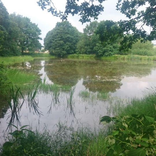 Wildenfelser Bach und Zschockener Teiche