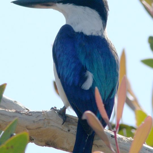 Good Night Scrub National Park