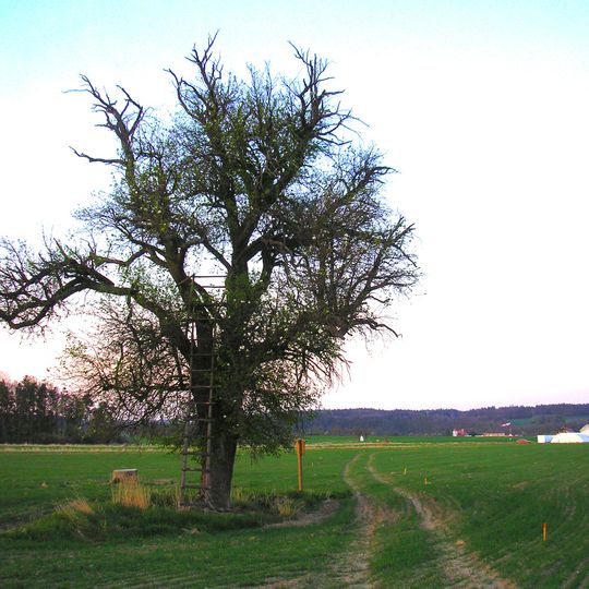 Hrušeň ve Straňanech