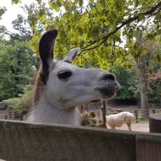 Tiergarten Neustrelitz