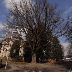 Dub letní v Chrastavě