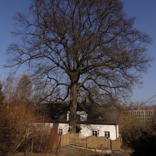Liberec - lípa Na Mlýnku