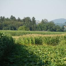 Prähistorische Siedlung beim Fastlbauer