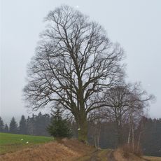Zwei Linden in Hiltschen