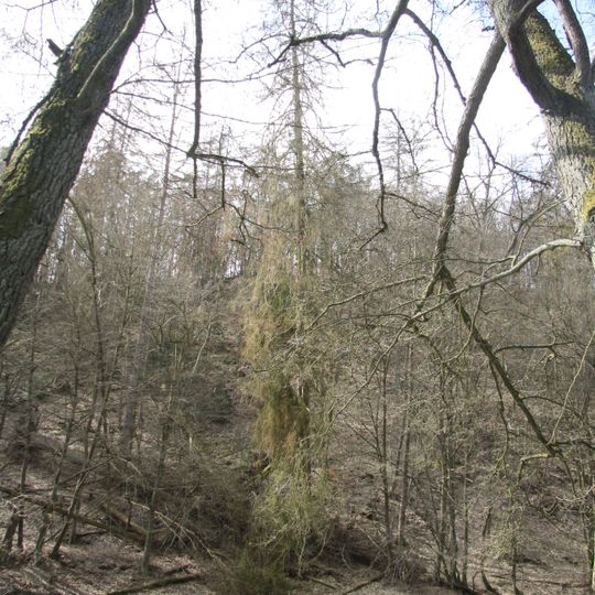 Smrky u Vlasákovy hájenky