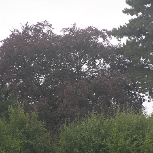 Buk lesní - červenolistý