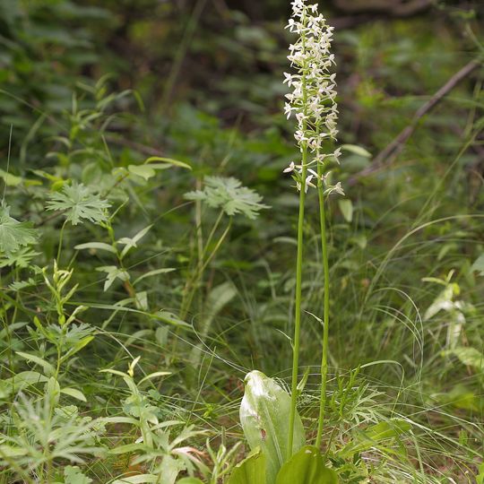 Waldkieferanpflanzungen