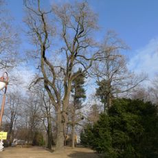 Liliovník tulipánokvětý v Třebovicích