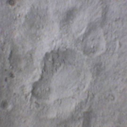 Reserva do Tigre de Dudhwa