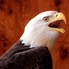 Wildlife Rehabilitation Center of Northern Utah