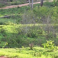 Parque Nacional Bandipur