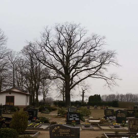 Naturdenkmal Stieleiche Zentrum des Friedhofs in Zinnitz