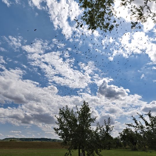 Rheinaue Bingen-Ingelheim