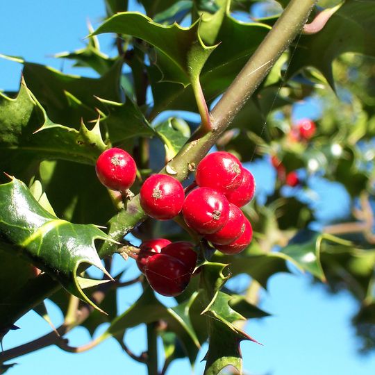 Arboreto d'Arpajon-sur-Cère