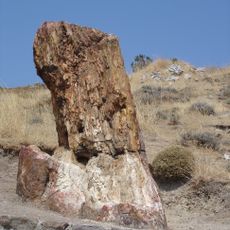 Forêt pétrifiée de Lesbos