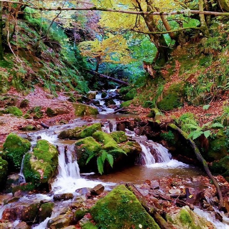 Hayedo de Montegrande